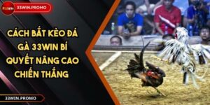 Cách Bắt Kèo Đá Gà 33WIN Bí Quyết Nâng Cao Chiến Thắng