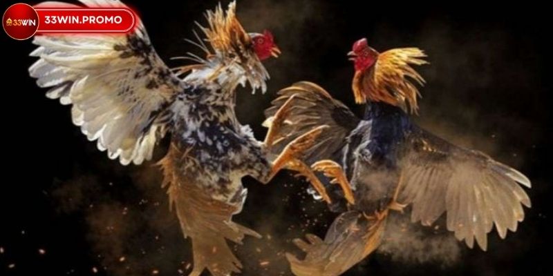 Cách đá gà mạng luôn thắng hiểu rõ quy tắc 