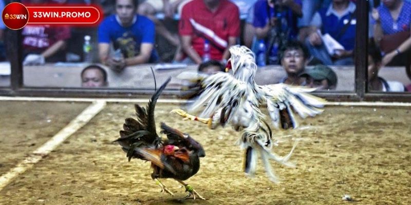 Sơ lược về hình thức chọi gà trực tuyến 