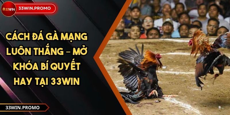 Cách Đá Gà Mạng Luôn Thắng – Mở Khóa Bí Quyết Hay Tại 33WIN 1 Cách Đá Gà Mạng Luôn Thắng – Mở Khóa Bí Quyết Hay Tại 33WIN