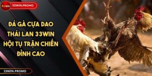 Đá Gà Cựa Dao Thái Lan 33WIN Hội Tụ Trận Chiến Đỉnh Cao