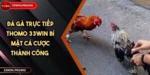 Đá Gà Trực Tiếp Thomo 33WIN Bí Mật Cá Cược Thành Công