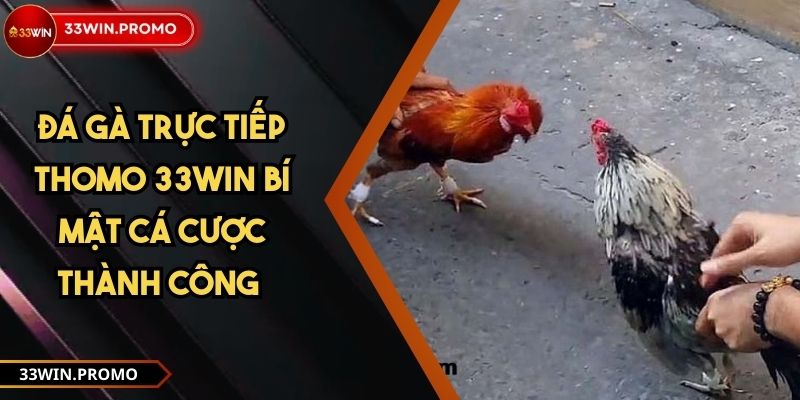 Đá Gà Trực Tiếp Thomo 33WIN Bí Mật Cá Cược Thành Công