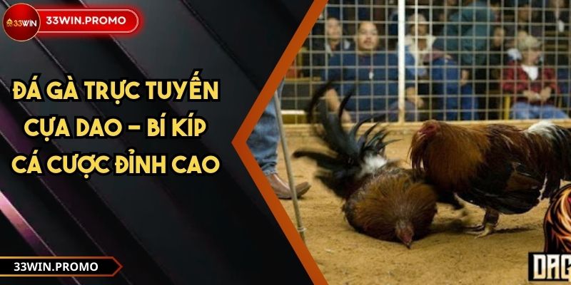 Đá gà trực tuyến cựa dao - Bí kíp cá cược đỉnh cao