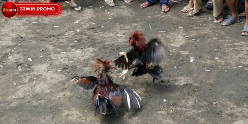 Điều gì tạo nên sức hút của trường đá gà ăn tiền tại 33WIN?