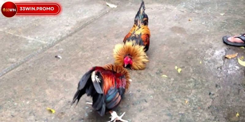 Trường đá gà ăn tiền uy tín hàng đầu thị trường